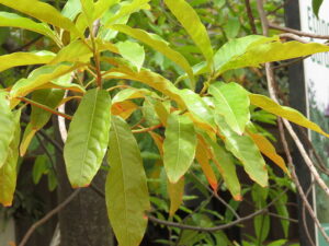 Rudraksh Tree Leaves