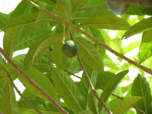 Rudraksh Fruit on Tree